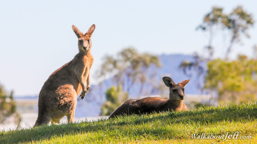 Kangaroos