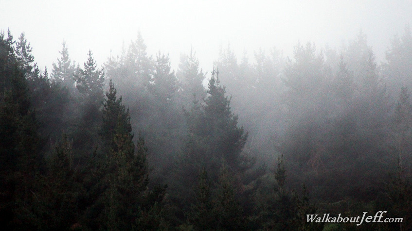 Misty forest