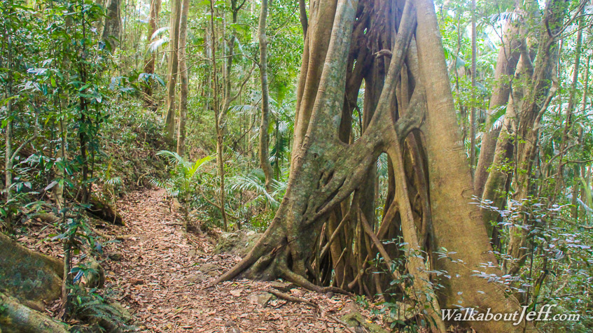 Strangler fig