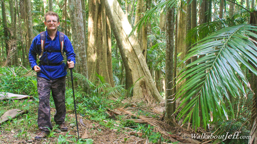 Gravel road through rainforest