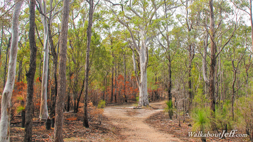Ghost gum on the Signata Trail