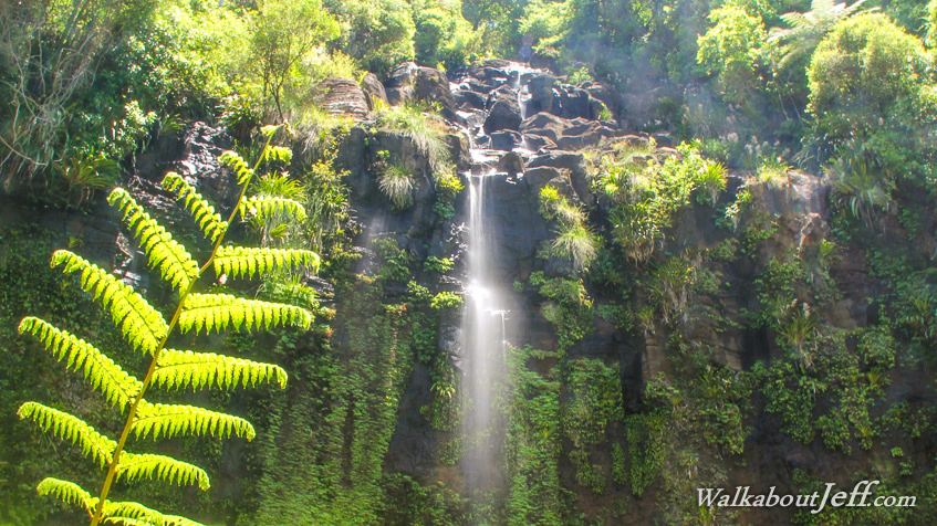 Unfurling frond at Springbrook