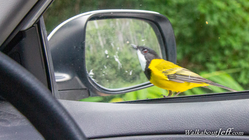 Golden whistler welcome