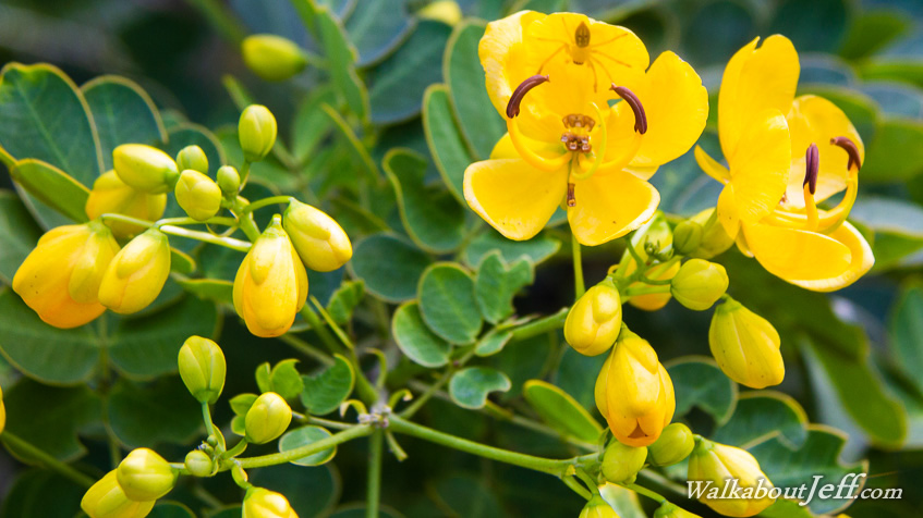 Spider in anticipation