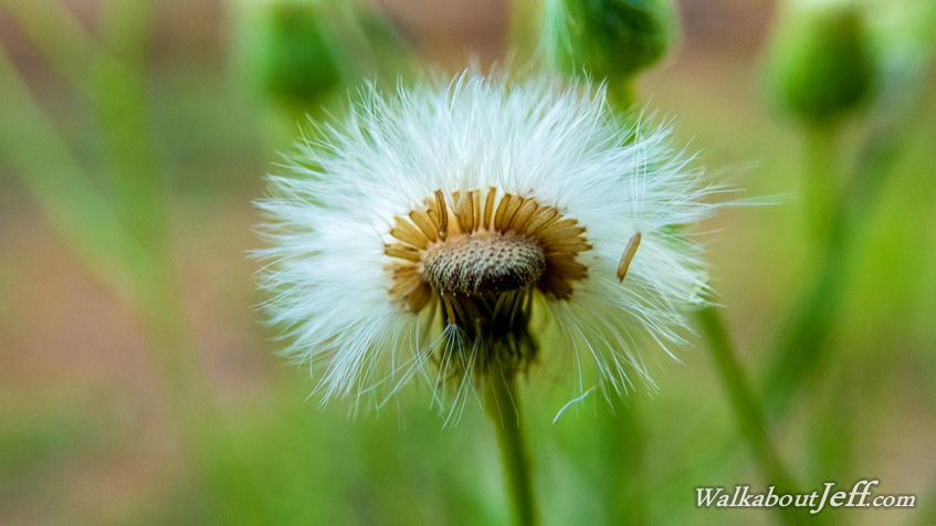 Seed Head