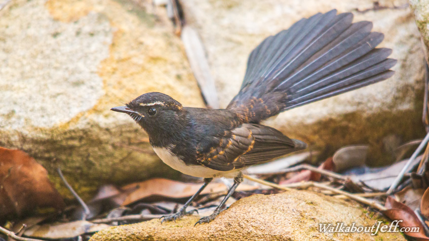 Grey fantail
