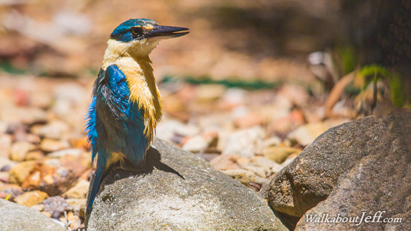 Sacred kingfisher