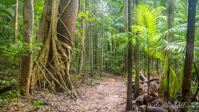 Rainforest in the sand dunes