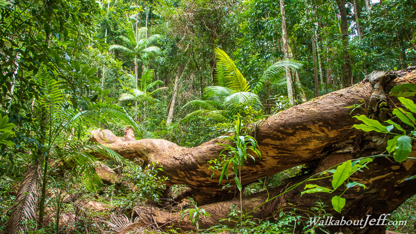 Day 28 - Freshwater to Litoria 
